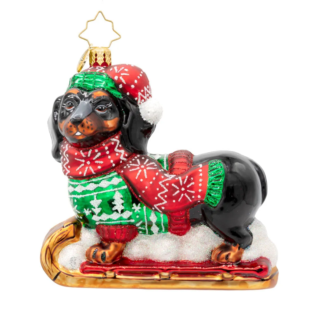 Dapper Dachshund
